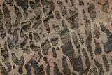 Polished Stromatolite (Inzeria) Slab - Million Years #243063-1